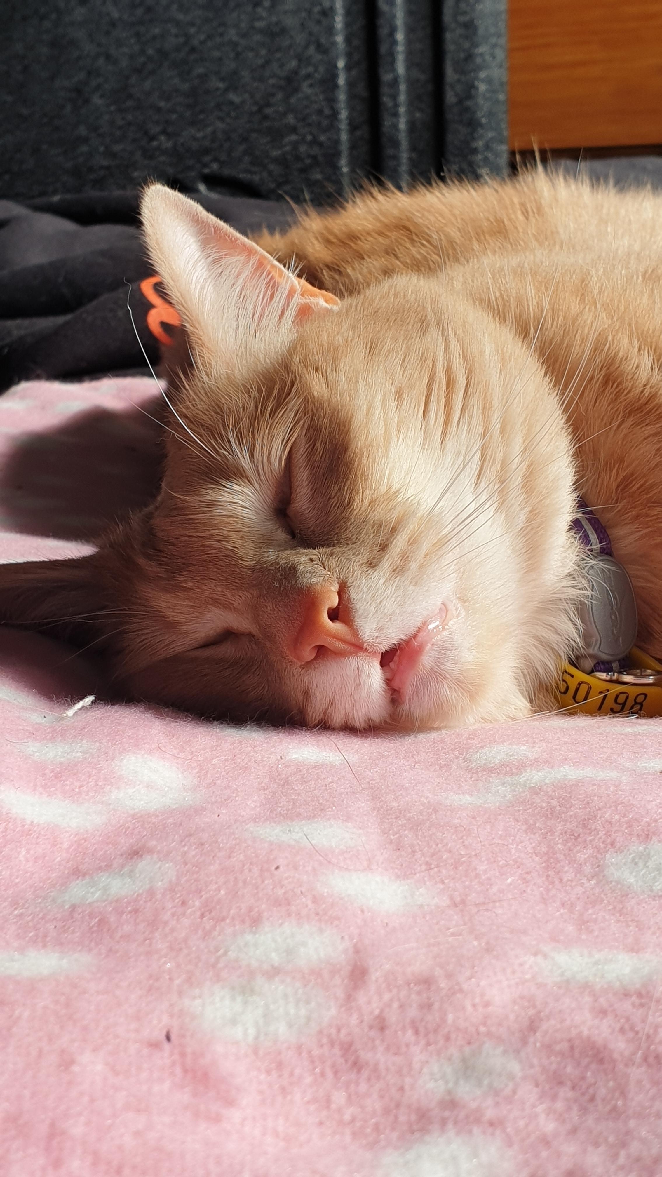 pls b0ss profile image