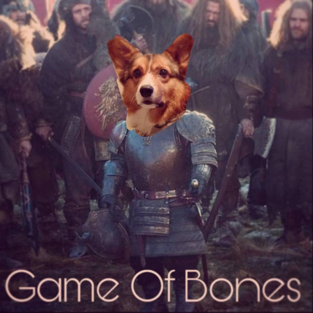 All the Doggos profile image