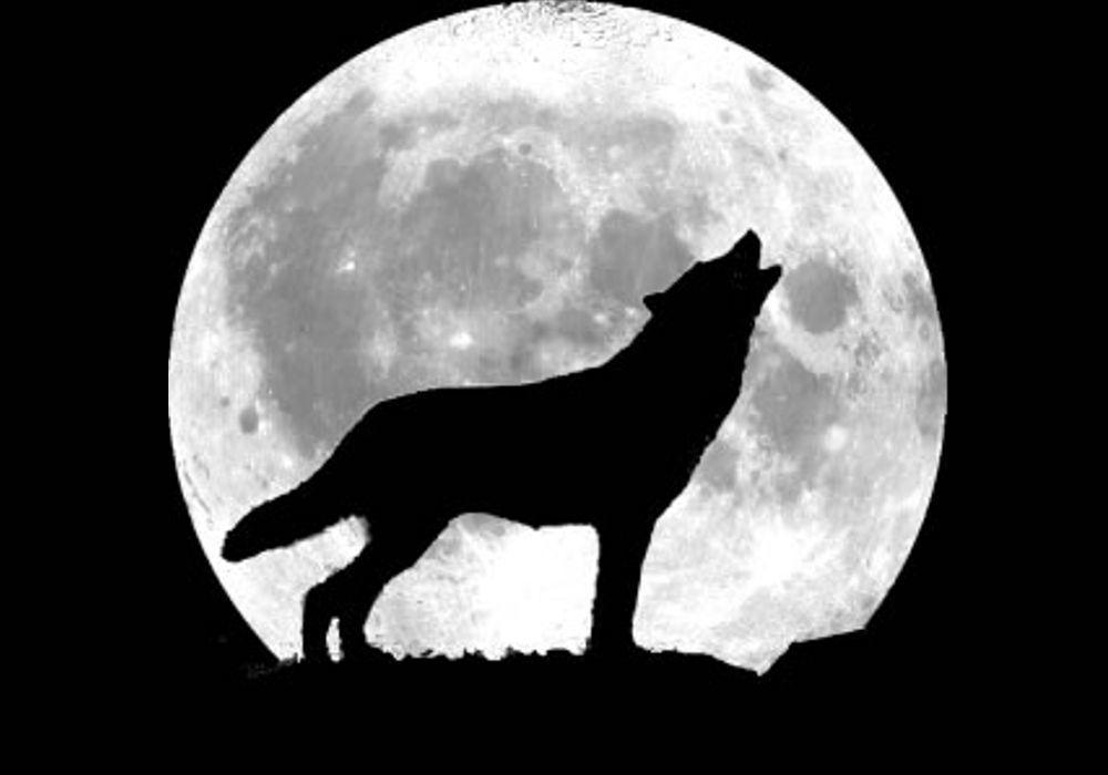 BadWolf profile image