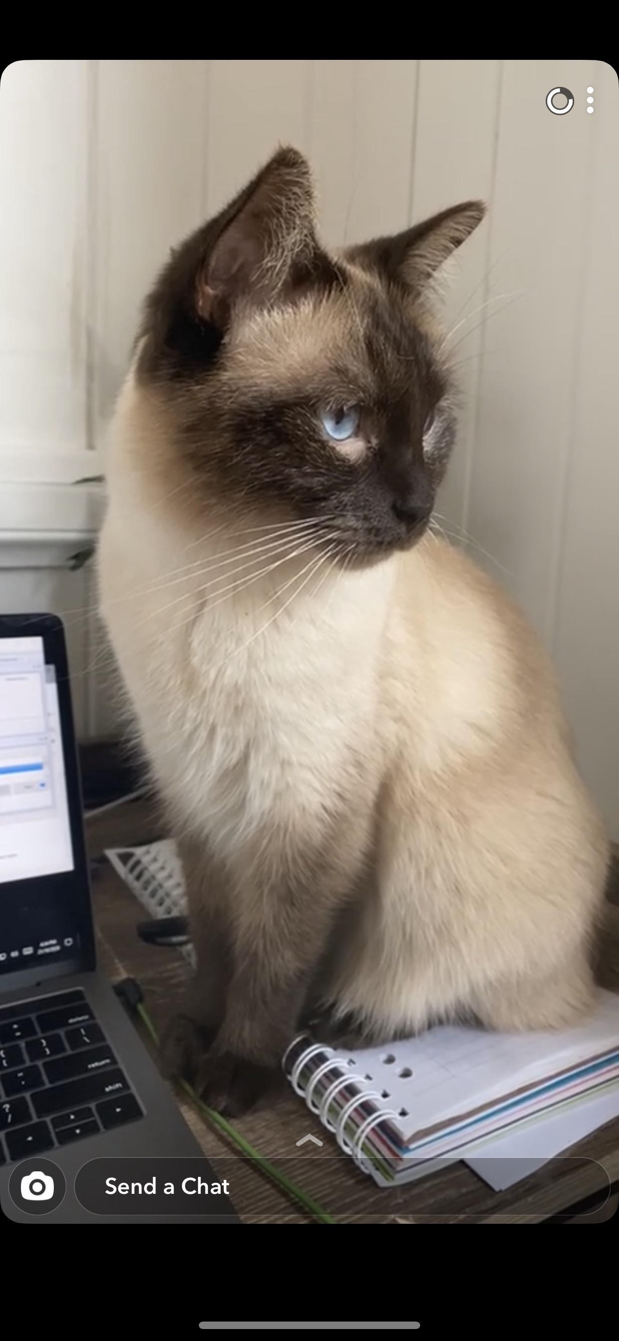 Rafiki profile image