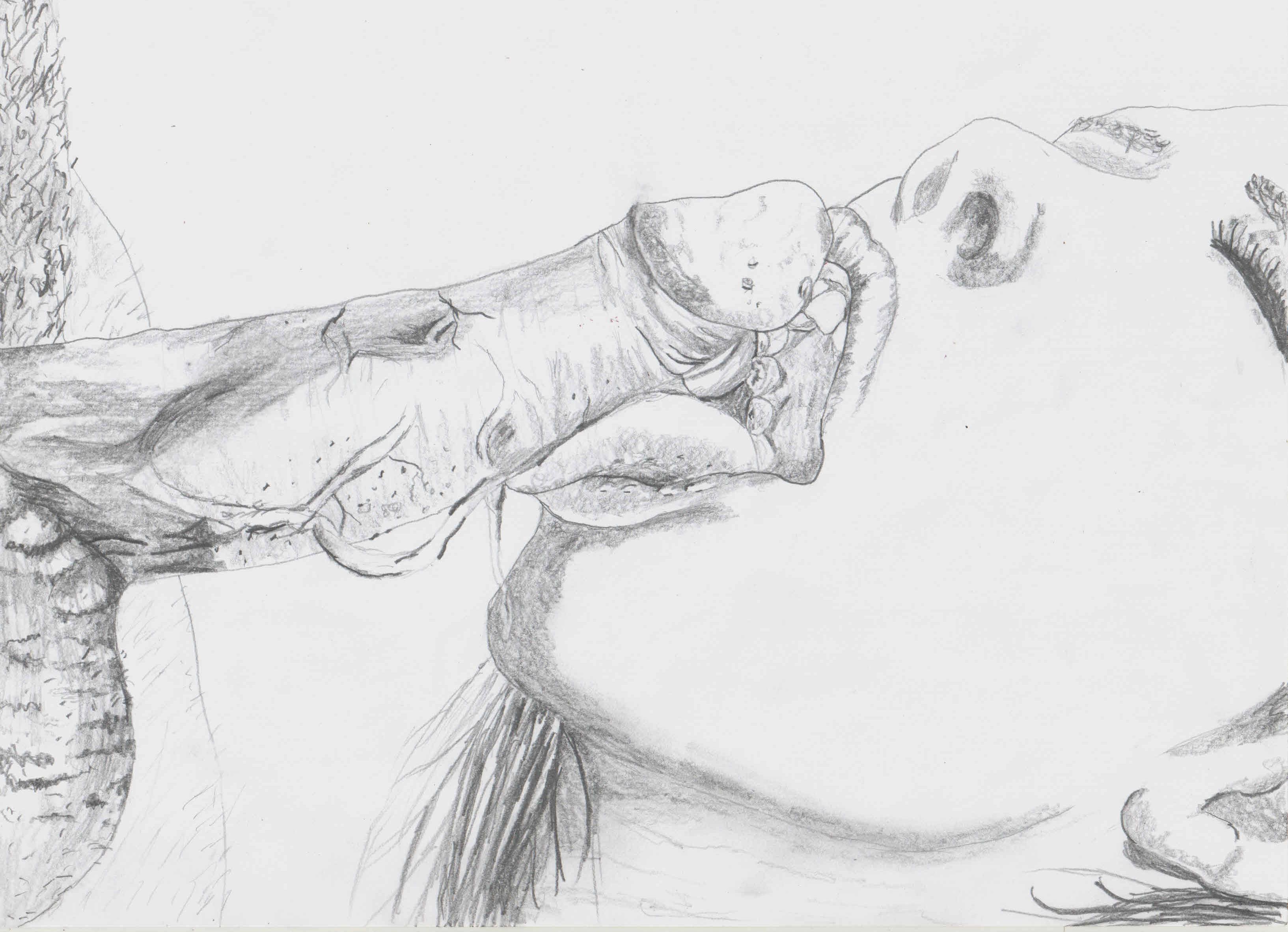 I drew boobies profile image