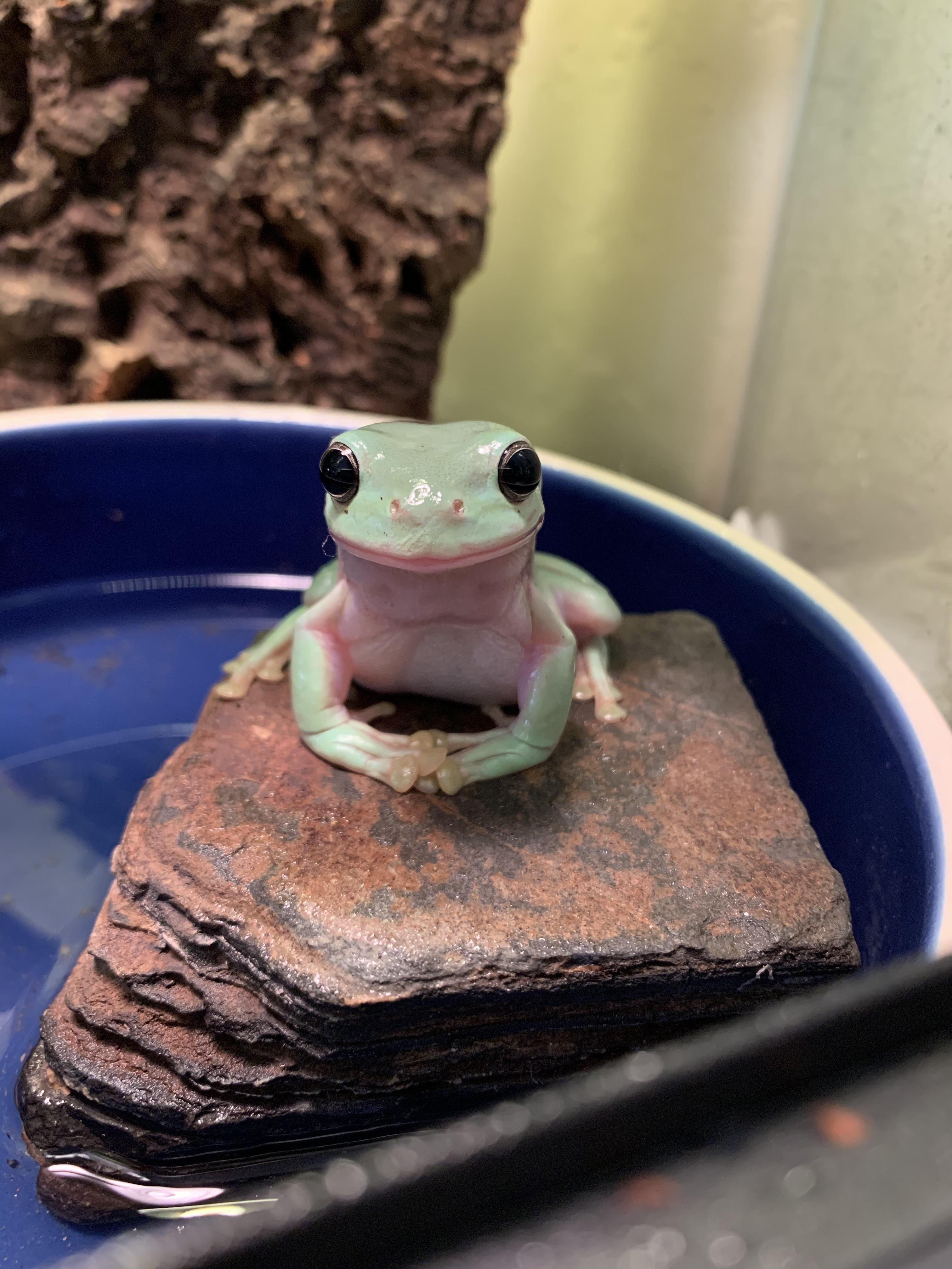 Only Frogs! profile image