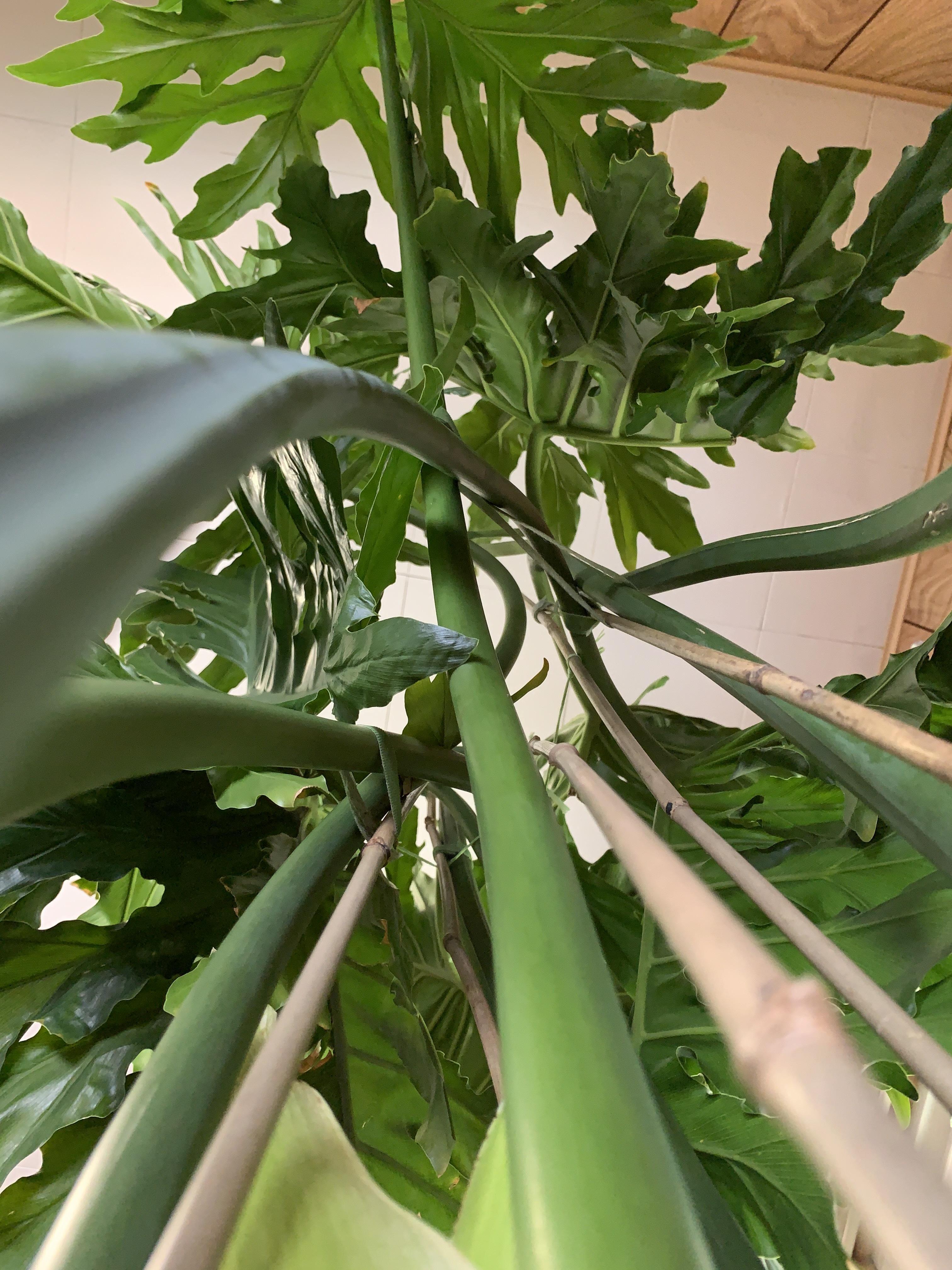 Plant Babies🌱 profile image