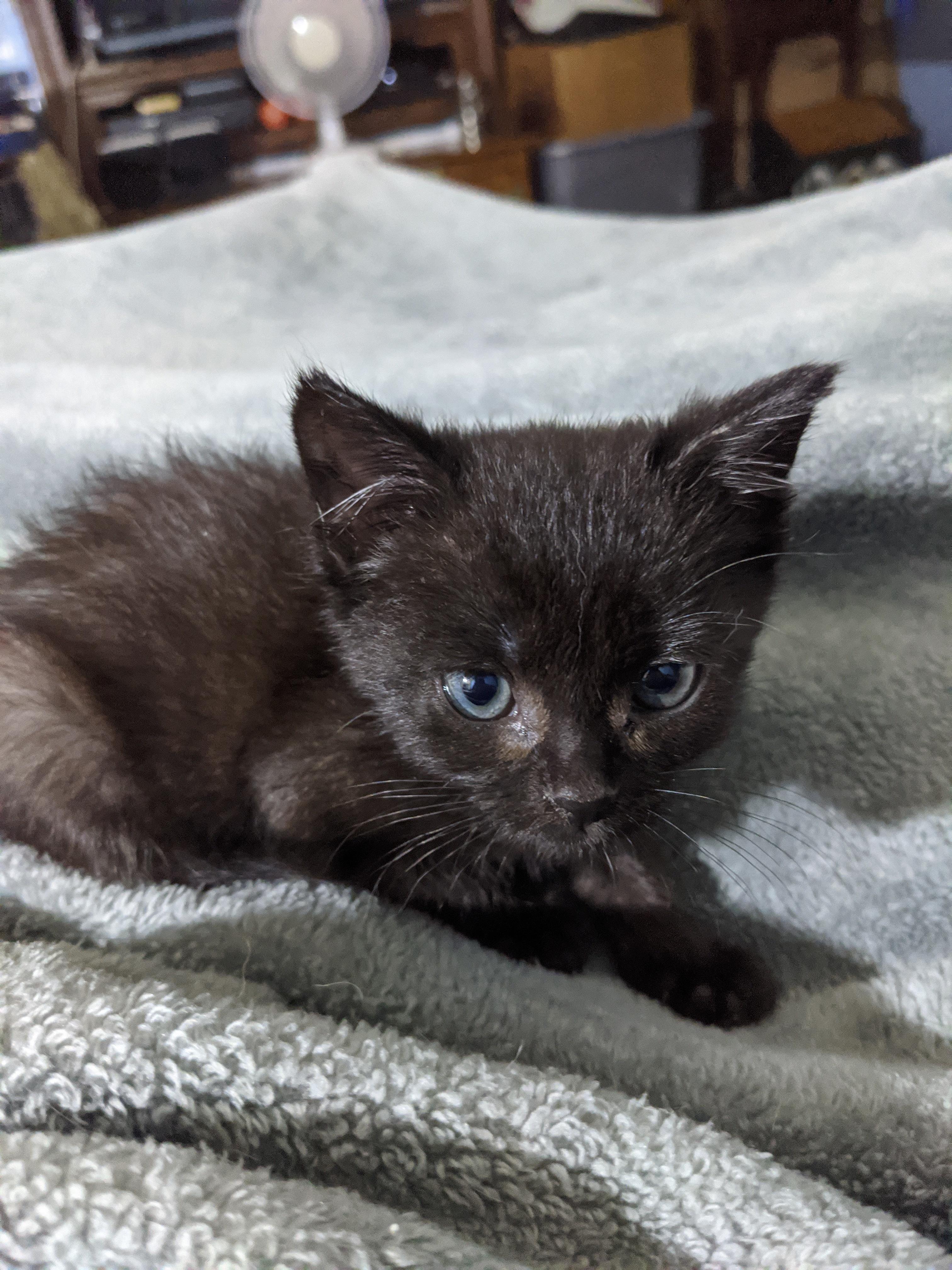 Earp Kittens profile image