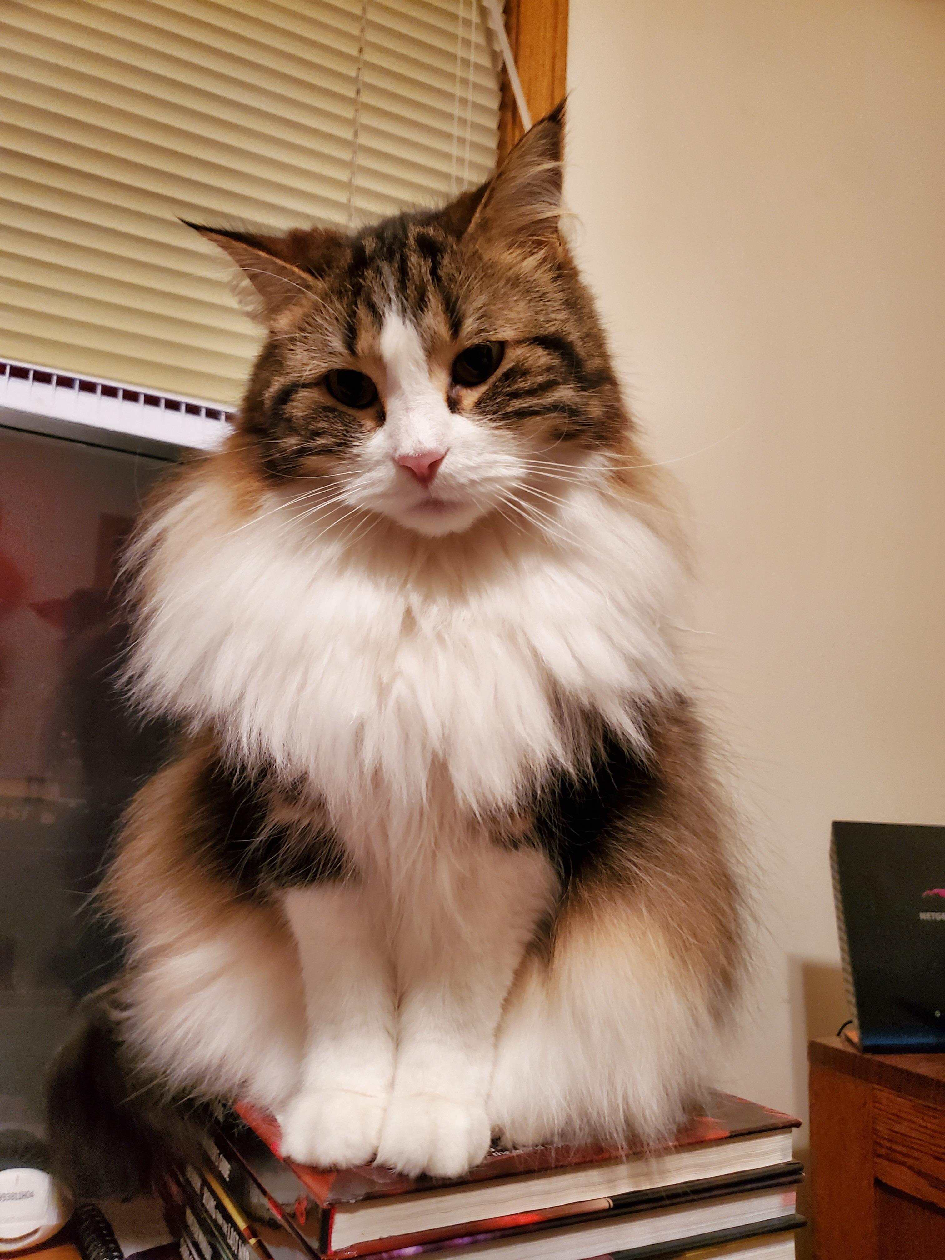 Freyja the Cat profile image