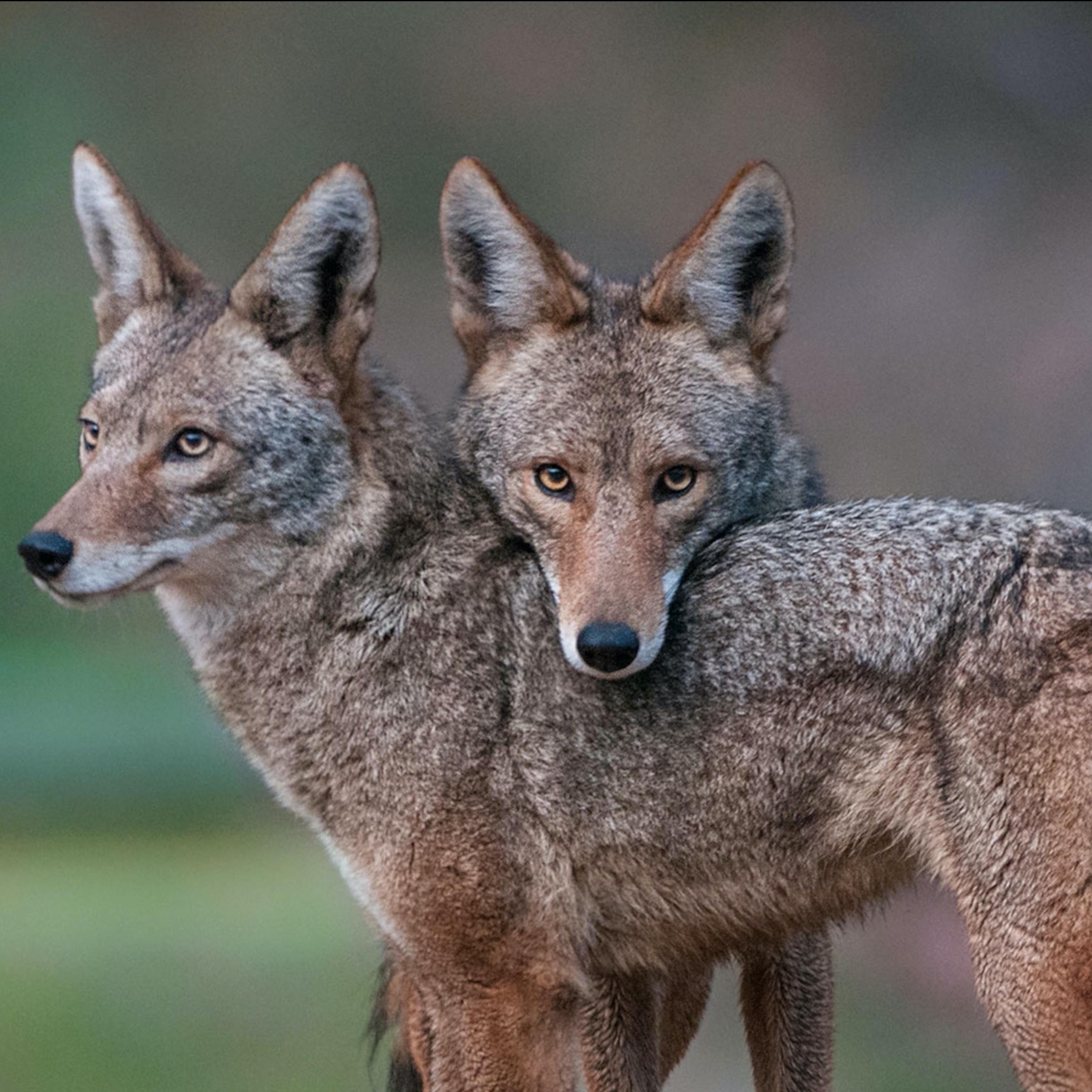 little red profile image