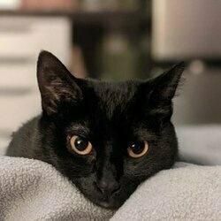 Ray 🇨🇦 (they) profile image