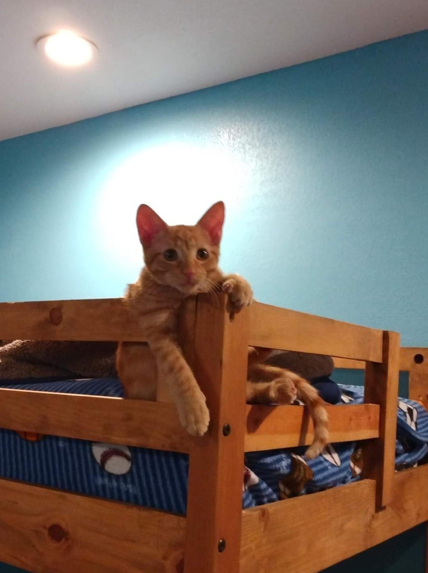 Furgie profile image