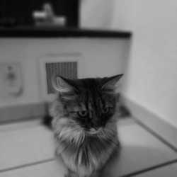 Focket profile image