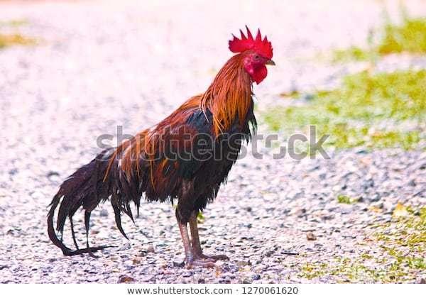 Big Jim profile image