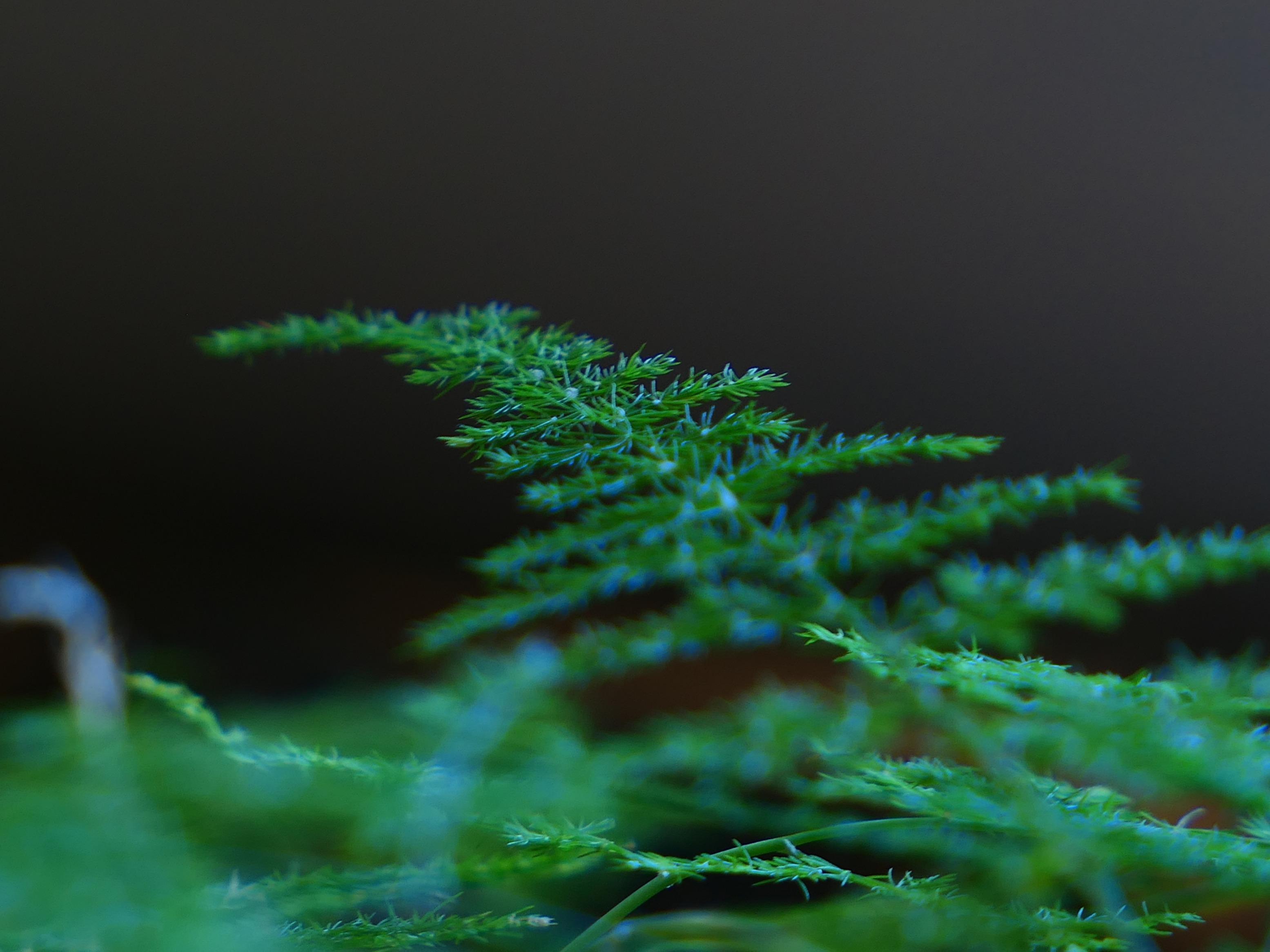 Asparus profile image