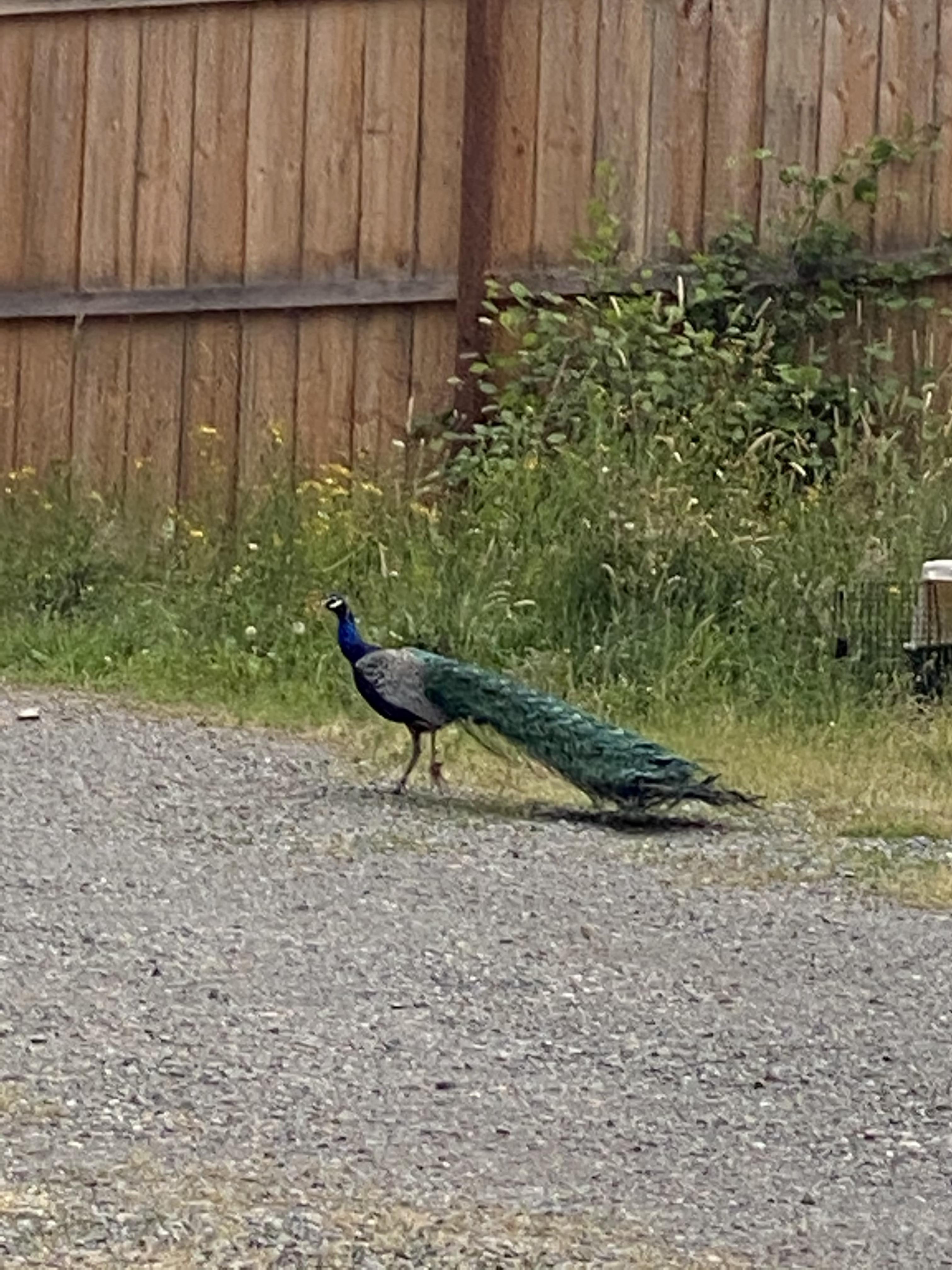 Need it dirty profile image