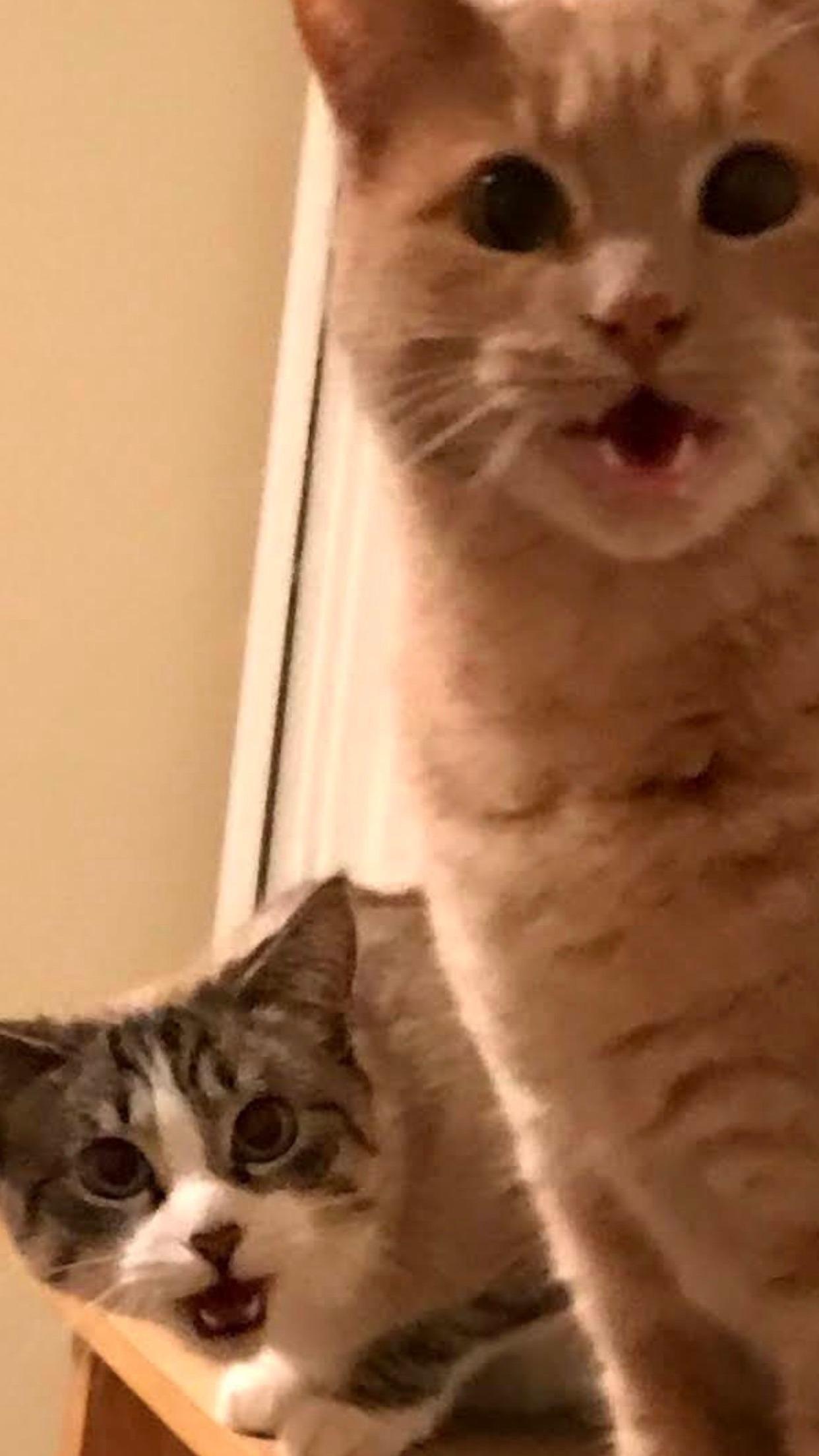 Jade Jones profile image