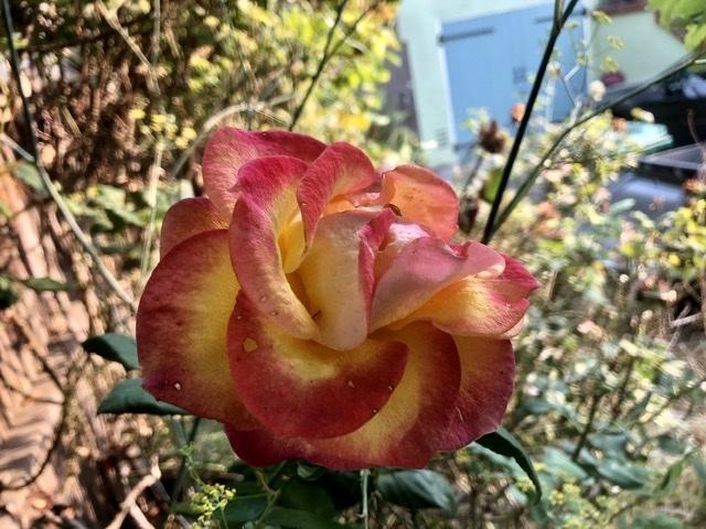 veganspaces profile image