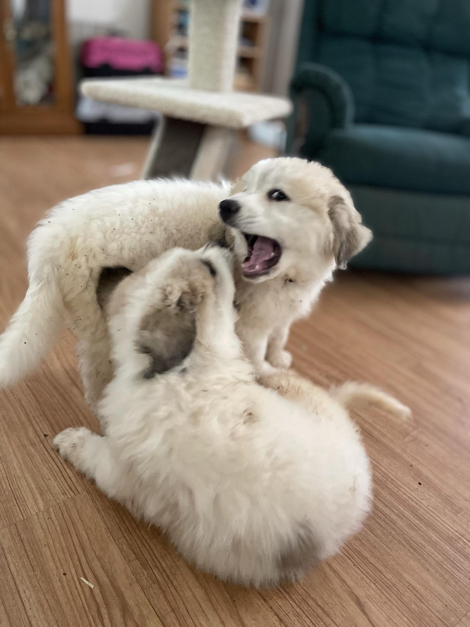 Siberian Tigers profile image