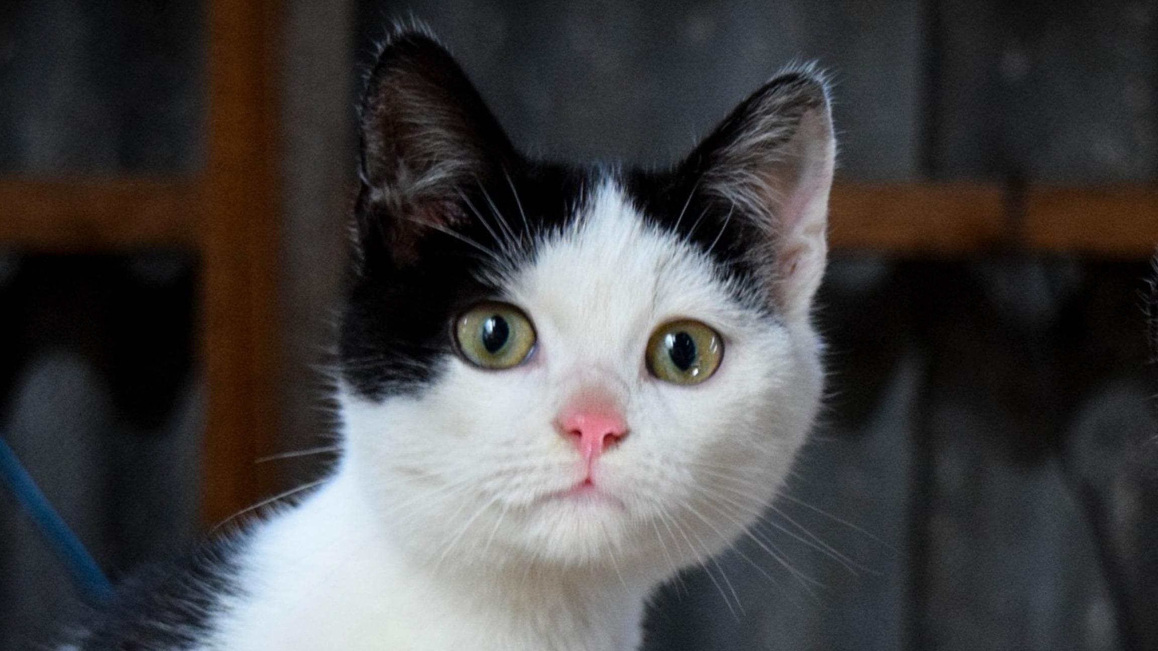 Pavel P profile image