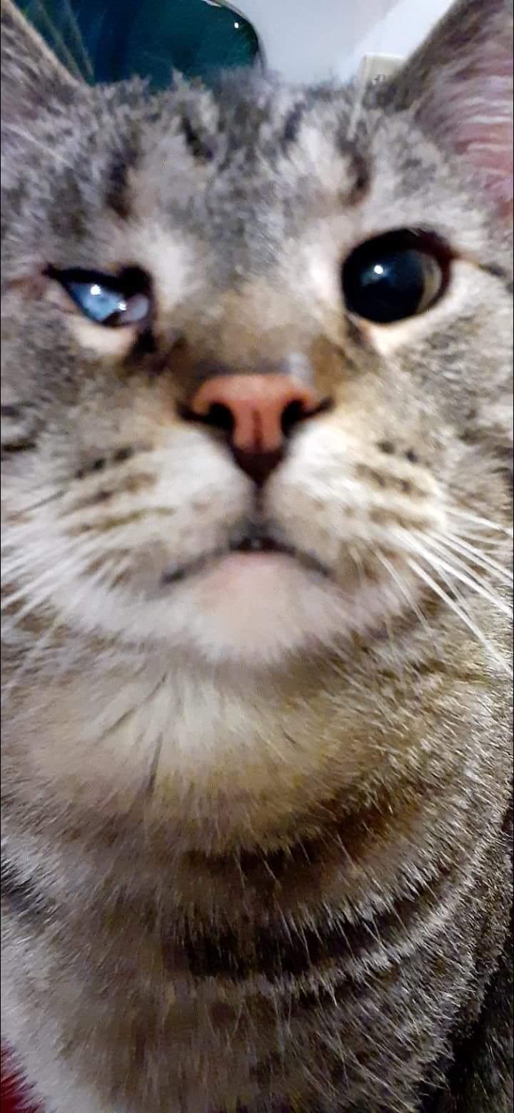 Kit Cat profile image