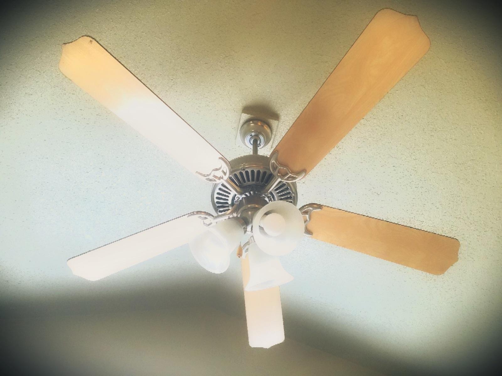 The Fans profile image