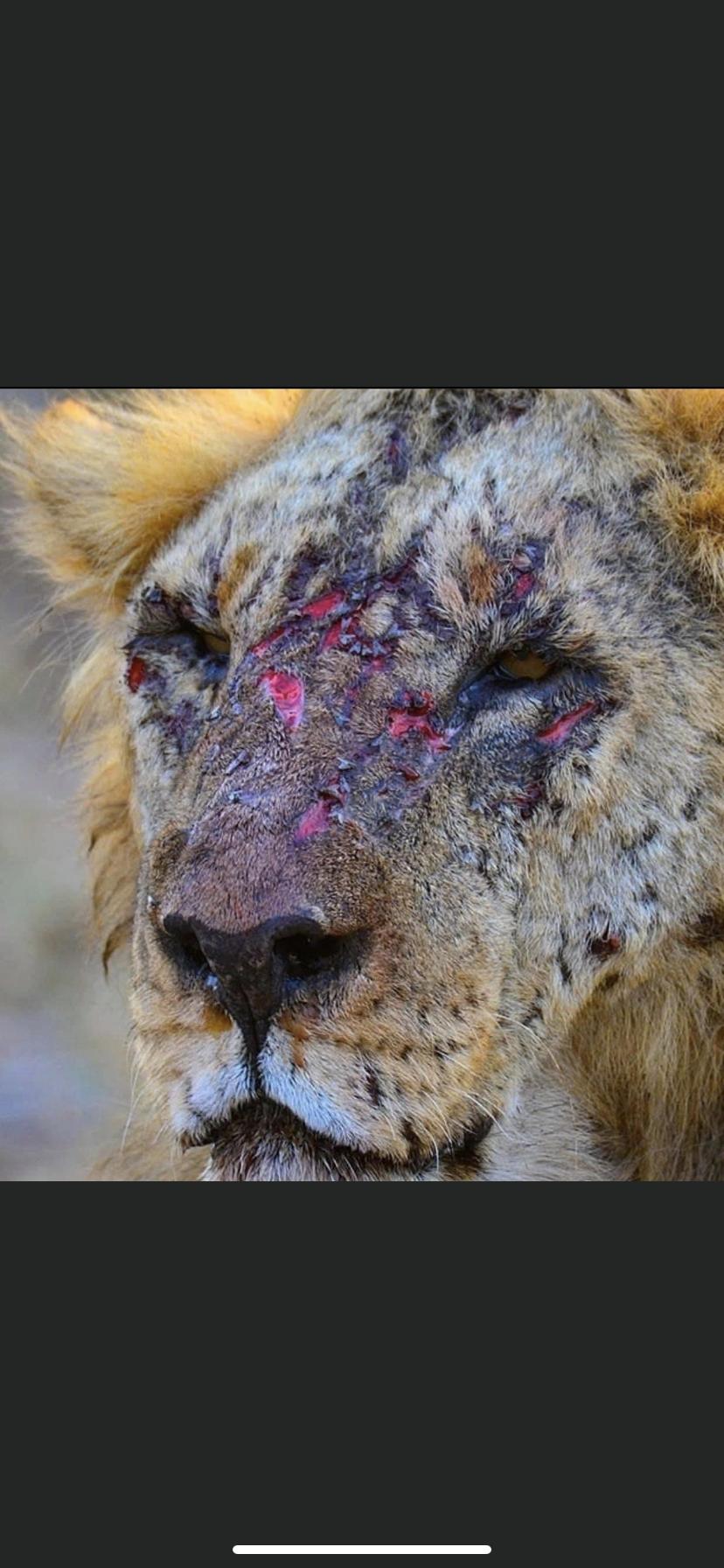 Dog pound profile image