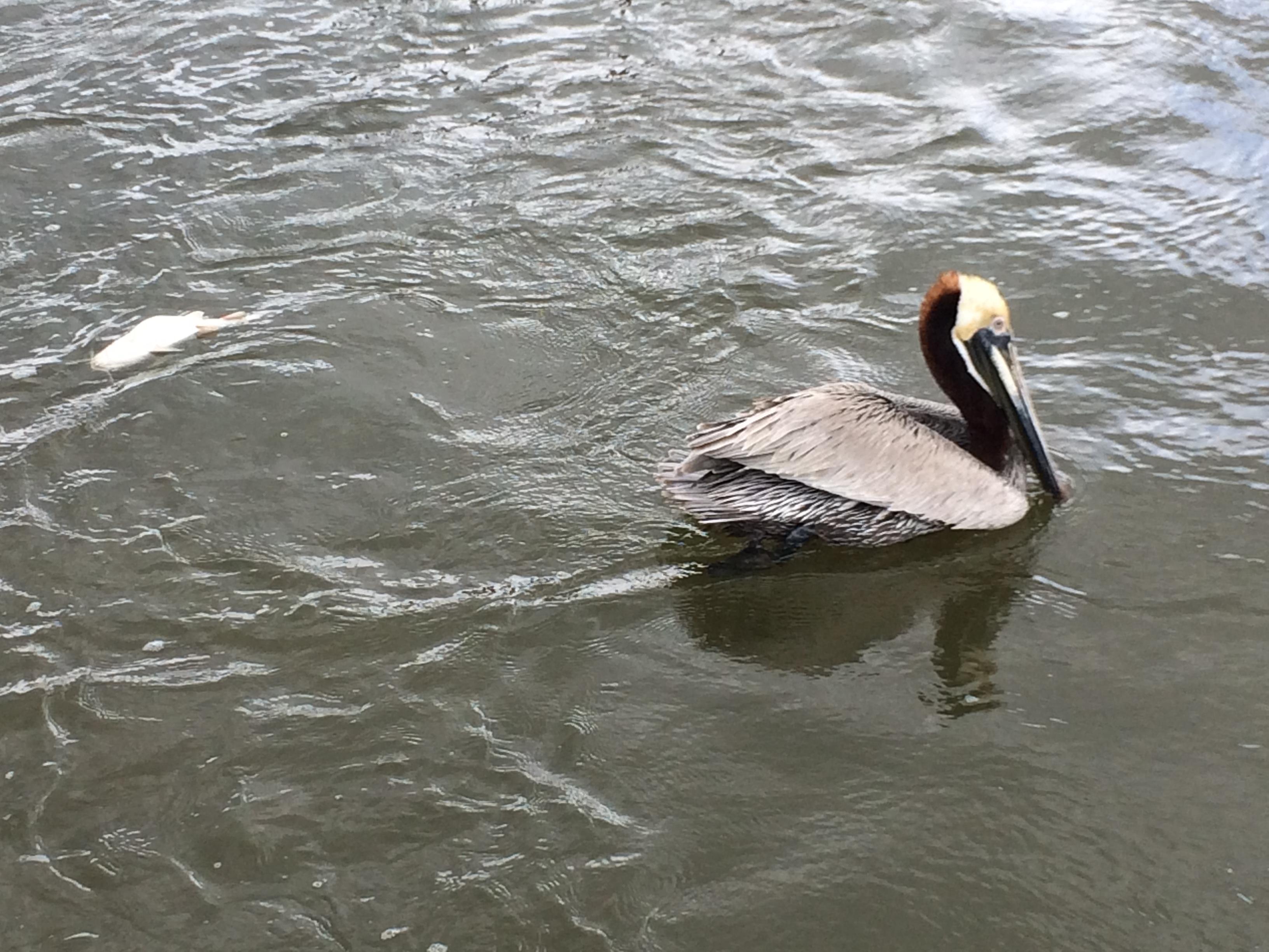 SouthernFratDude profile image