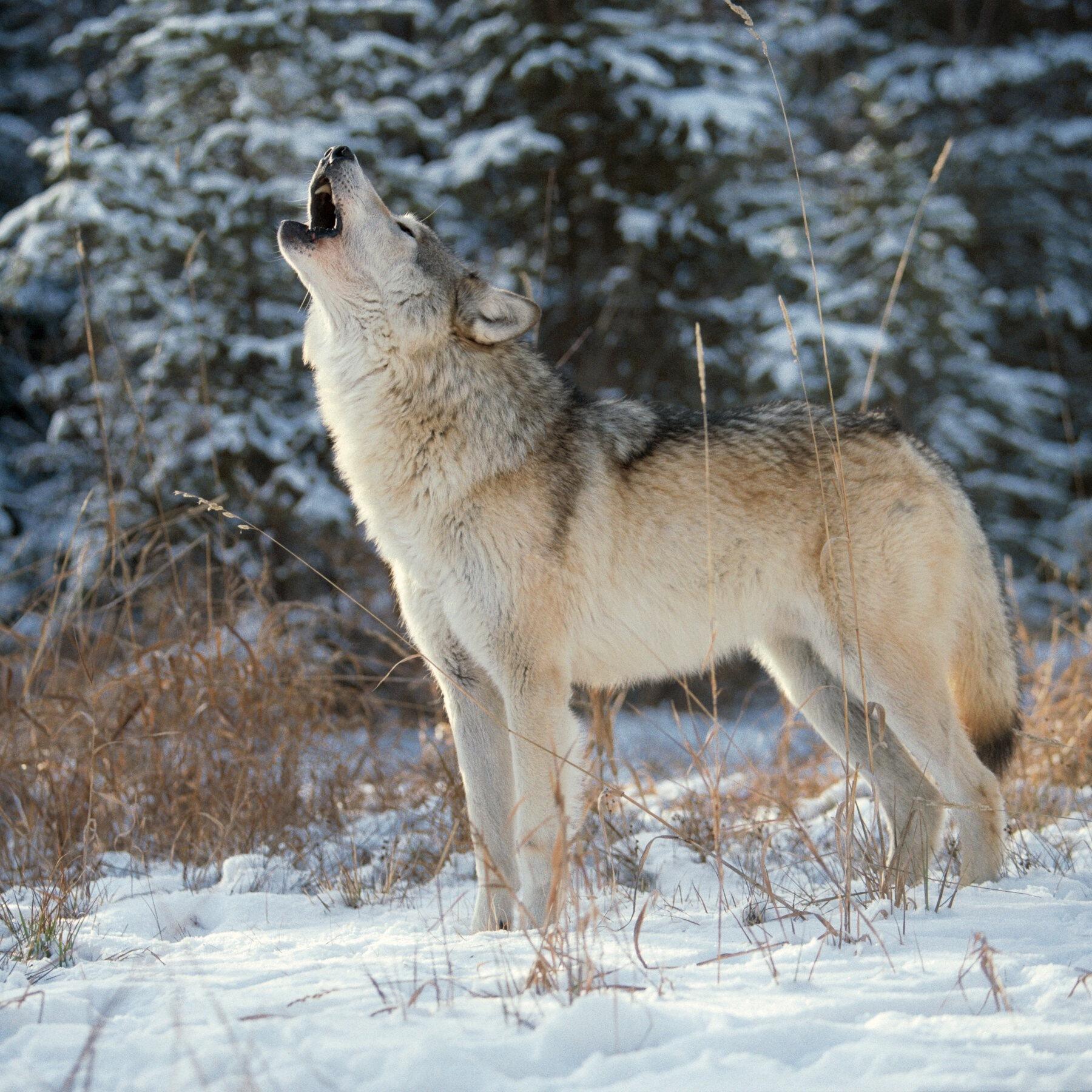 Unknown wolfpack member profile image