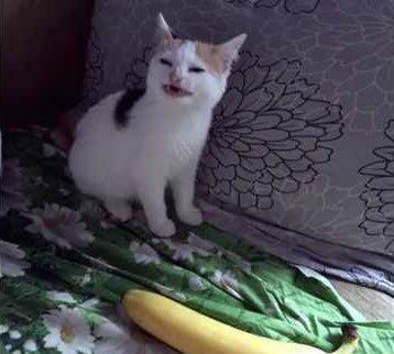 Cat dog profile image